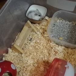 「大人への一歩、乳離れ」サムネイル2