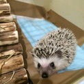 ハリネズミ 男の子 里親さん募集