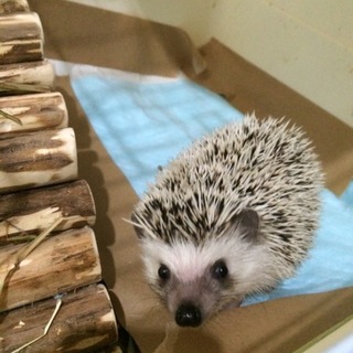 ハリネズミ 男の子 里親さん募集