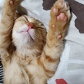 母猫とはぐれた甘えん坊な子猫里親様募集中