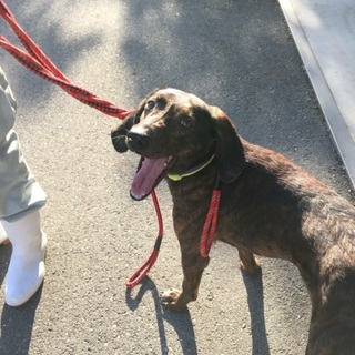 元気、まだ2歳くらい猟犬ミックスの男の子！