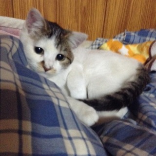 保護しました。とっても良い子です。