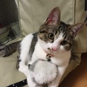 トラ柄の可愛い猫です！