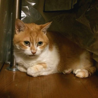 飼い主さん急死！取り残された猫達に新しいおうちを！