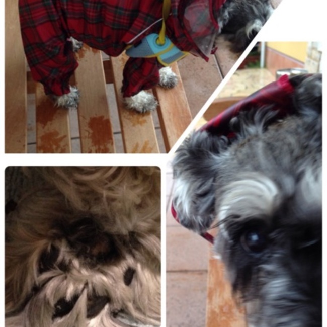 Akubi525のカバー写真