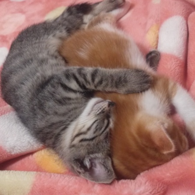 ゆうめっとのカバー写真