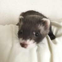 シャオ