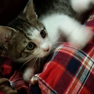 あまあま♥キジ白子猫アニタちゃん里親募集