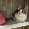 あまあま♥キジ白子猫アニタちゃん里親募集 サムネイル3