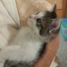 あまあま♥キジ白子猫アニタちゃん里親募集 サムネイル4