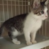 あまあま♥キジ白子猫アニタちゃん里親募集 サムネイル5