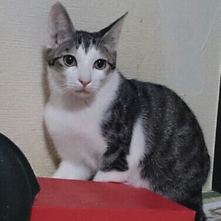 【急募】短足！？大きな瞳！！★男の子★