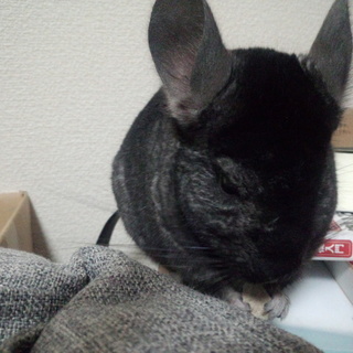 ちんちらの里親募集