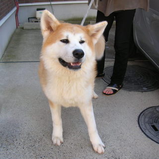 秋田犬オス6ヶ月