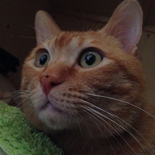 里親さんを緊急に探しています。