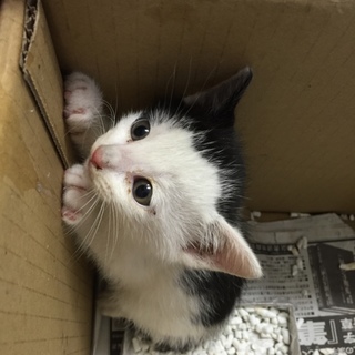 １匹決まりました☆この子もお願いしますm(__)m