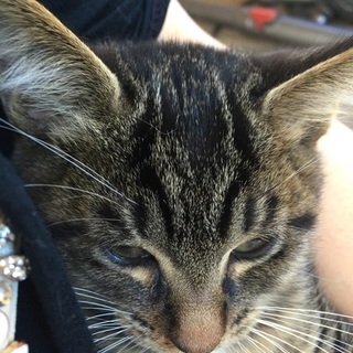 キジトラちゃん里親募集