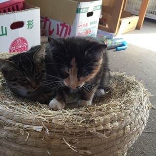 ちょっと変わった模様の三毛ちゃん里親募集