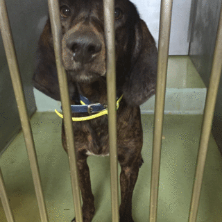 マーブル君、フレンドリーです。