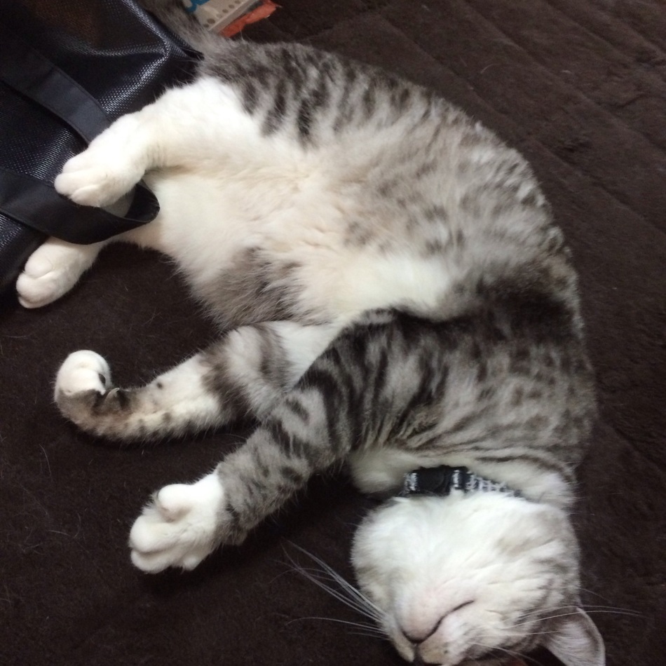 スピカのカバー写真