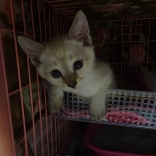 白シャム系子猫　白ちゃん　2ヶ月　
