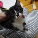 白黒子猫　豆タン　2ヶ月