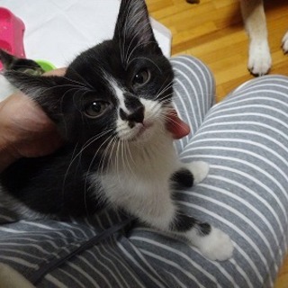 白黒子猫　豆タン　2ヶ月