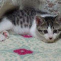 キジ白子猫　マルコ　2か月