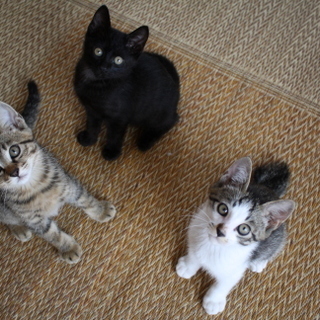 里親さん募集です