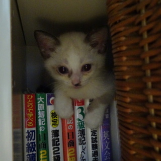 シャム系子猫　雪ちゃん　2か月
