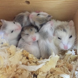 ロボロフスキーハムスターの里親様募集です。