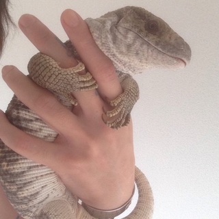 サバンナモニター 60センチ 水槽もセットで