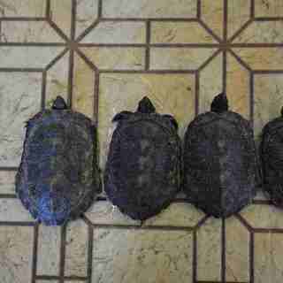 日本イシガメ　残り１匹　