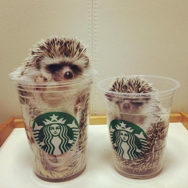 guriaguのカバー写真