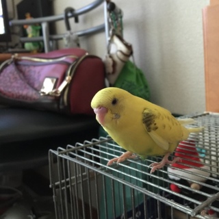 ハンガー大好きなディンです！