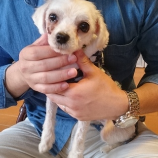 いつも膝の上！甘えん坊のコンくん♂