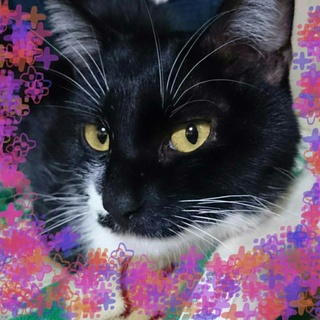 靴下をはいた甘えん坊さん♥甘えん坊で癒してくれます