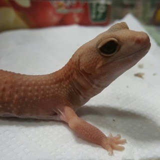 決定しました！ニシアフリカトカゲモドキ