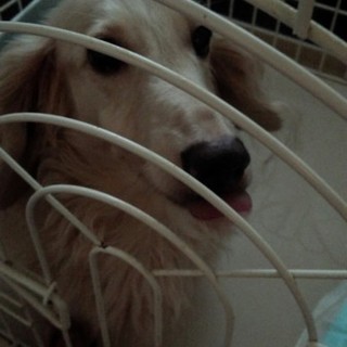 去勢ずみ男の子  ミニチュアダックス