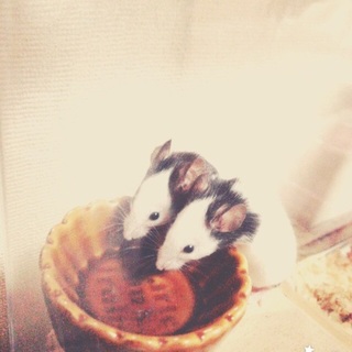 素敵な里親さんが見つかりました。