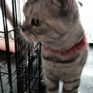 スコティッシュフォールド　血統書あります