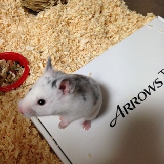 素敵な里親さんが見つかりました。