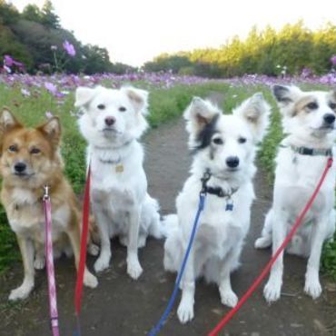 公園のコスモスがきれいだったので、記念撮影！のはずが、クロちゃんが写ってない(^^；