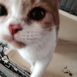 スコティッシュフォールド　血統書あります