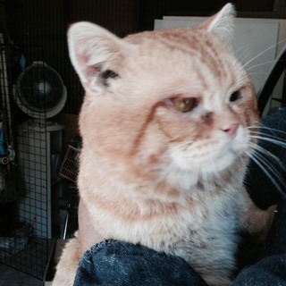 スコティッシュフォールド　血統書あります