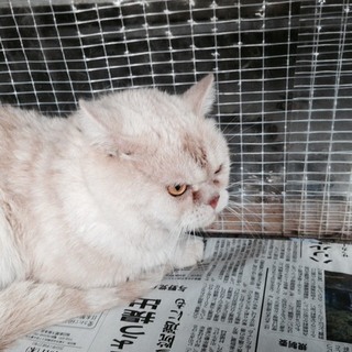 スコティッシュフォールド　血統書あります