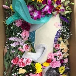 よもぎ、虹の橋を渡りました。