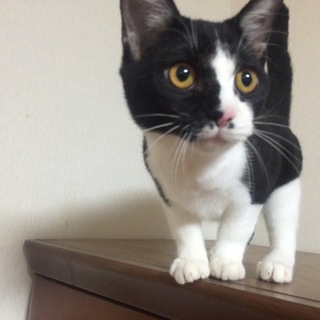 子猫の里親さん募集中