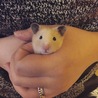 はじめて家に来た時はびーびー鳴いてたけど、いまはママの手の中が好きみたい( ´艸`)