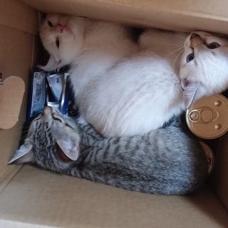 生まれて2カ月の3きょうだいです。